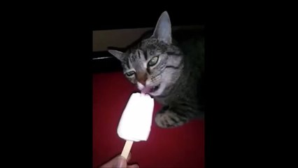 Un chat bug en mangeant de la glace
