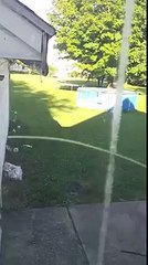 Así es como este gato corre sobre el agua