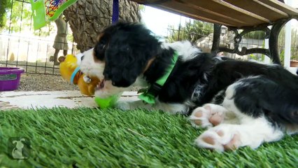 Cavalier Puppies VS. Solar Energy, Who Will Win?