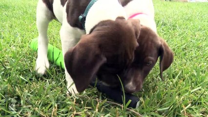German Shorthair Pointer Puppies Don't Understand Baseball