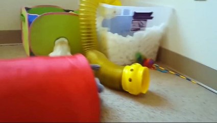 Cat plays with ferrets