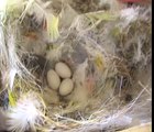 Diamante Mandarin crias - Babies Zebra Finch