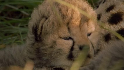 Çitaların Ceylan Avı