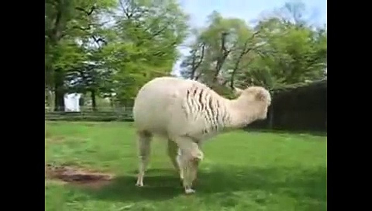 Animals mate Alpaca Gives Birth   Baby Animal Born Video