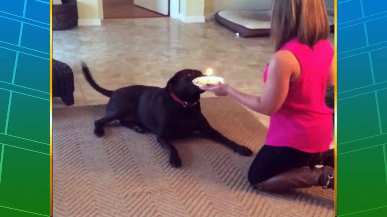 Dogs are the greatest.