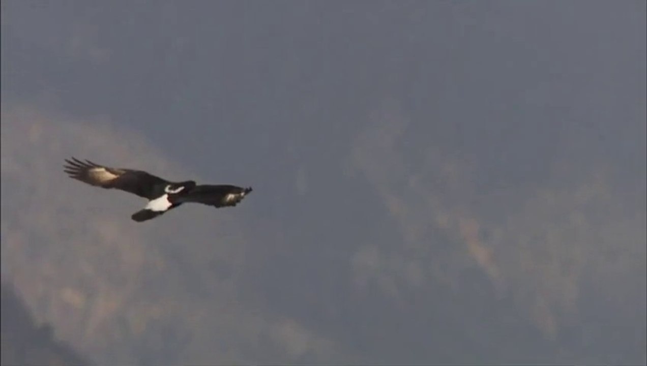 Ben Böyle Avlanma Stratejisi Görmedim! Siyah Kartallar