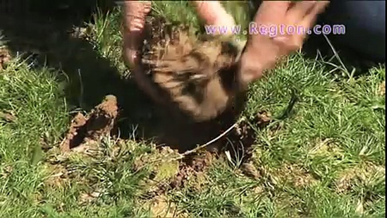 Garrett GTAX 550 Metal Detector with Norfolk Wolf