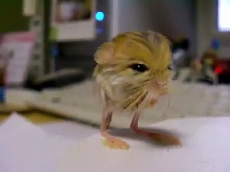 Gerbil - skocimis
