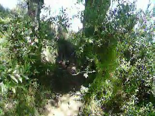 Árbol en Aguas Azules