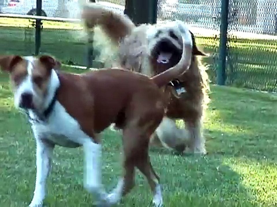 Buster Cornbread shenanigans with new pals at dog park.