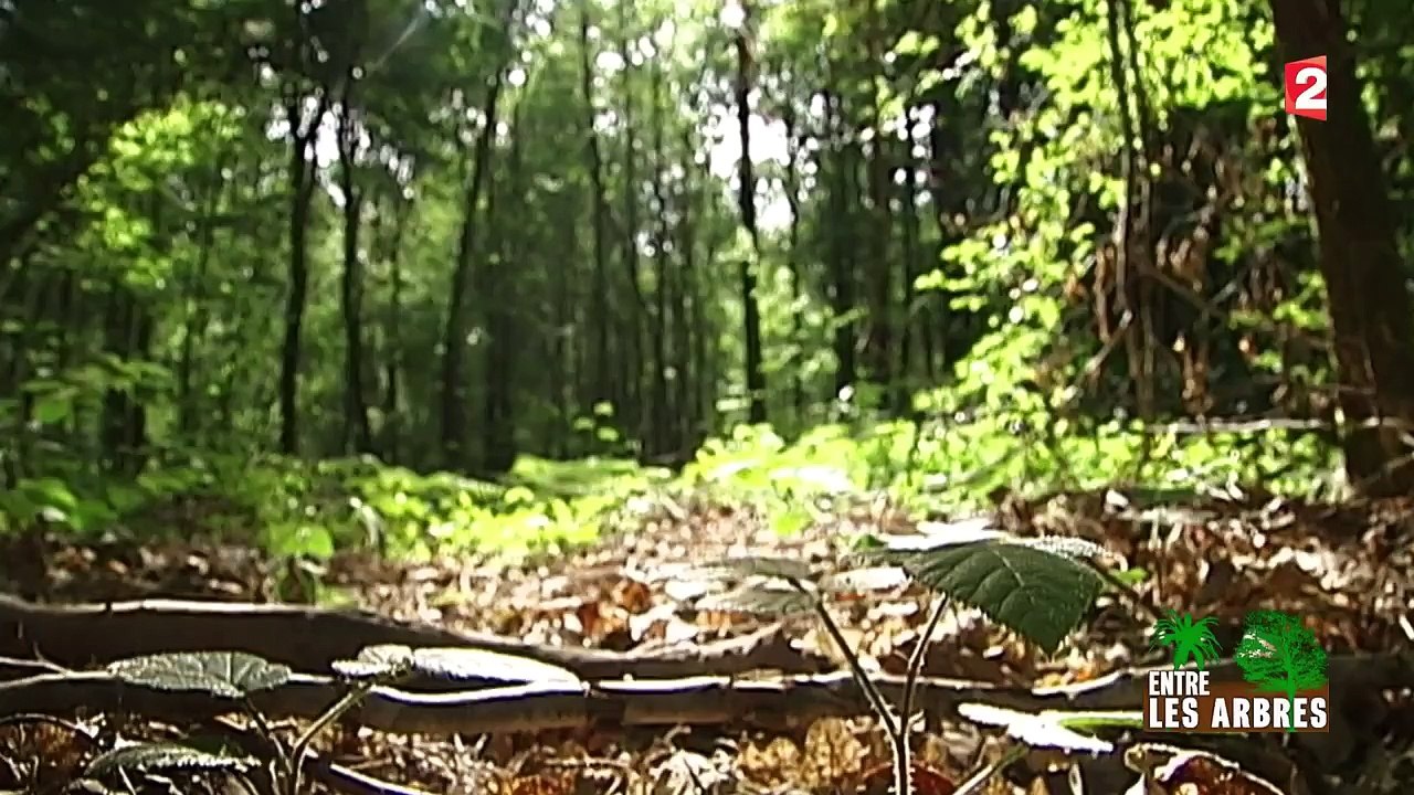 Découverte de l'ancienne forêt royale de Tronçais
