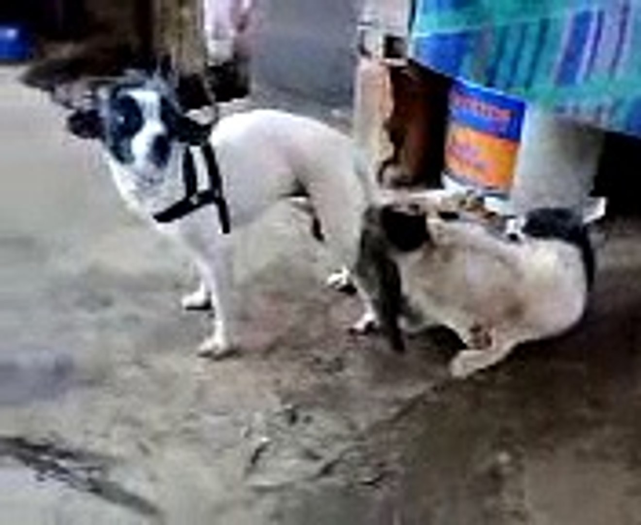 Man Kutiya Sex - Dog stuck with cat while trying to have S.E.X - video dailymotion