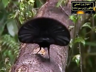 Nature's Beauty an creativity