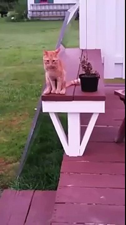 Cat Sits Like A Human