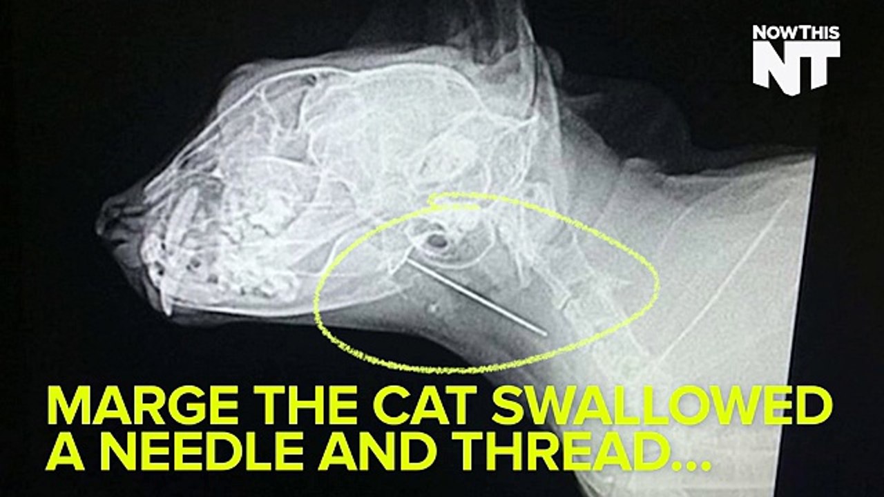 Cat Swallows Needle, Lives To Meow About It - video Dailymotion