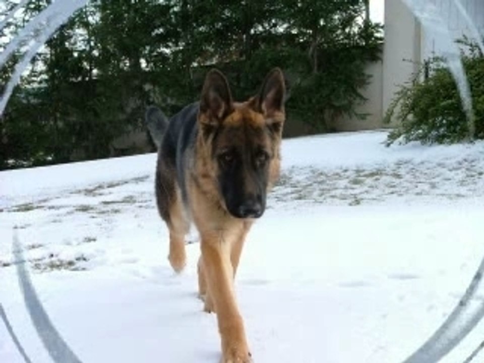 Ulm mon chien