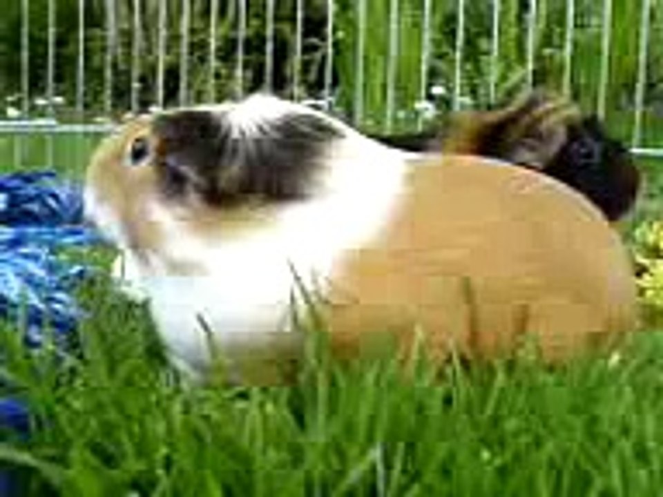Meerschweinchen
