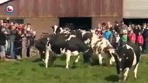 Des vaches libérées de leur étable folles de joies