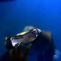 SEA LION TRYING TO EAT MY HAND - Best Vines 2015 - The Greatest Vines
