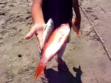 Pescaditos en Caleta La Cruz, Tumbes, Perú