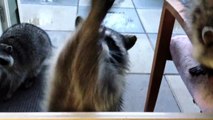 Cute Raccoons Tricks - Begging for Food