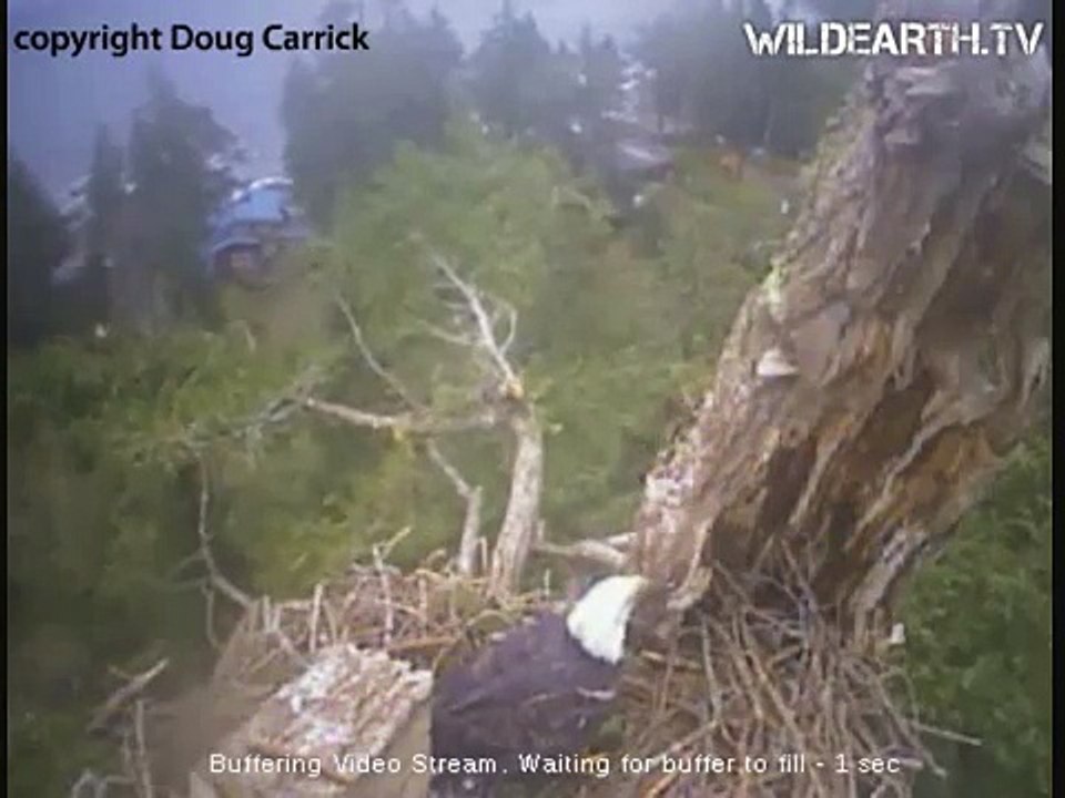 Mom & Fish, Dad & Log_13November 2010