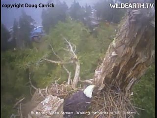 Mom & Fish, Dad & Log_13November 2010