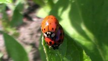 Marienkäfer bei der Paarung (Mutschekiepchen, Mohdschegiebschen)