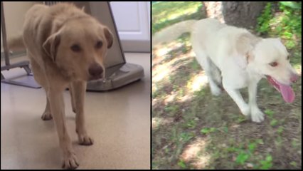 Dog With Neck Injury Rescued