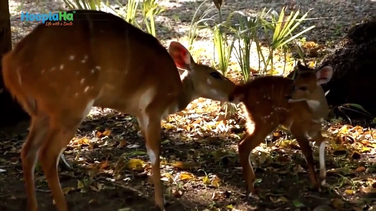 Awesome Animal Moms