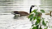 Travel Alberta-Canada geese and gooselings-City of Calgary-Canon powershot SX40HS WMV