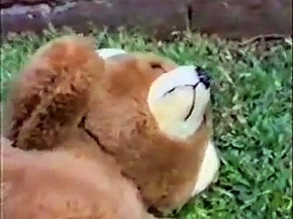 Teddy Slaughterhouse Massacre (Horror, watch at your own risk))