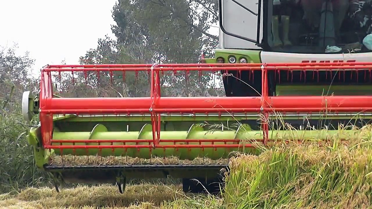 John Deere S690 - Claas Lexion 750 TerraTrac mietitura riso / rice harvest 28/09/2013