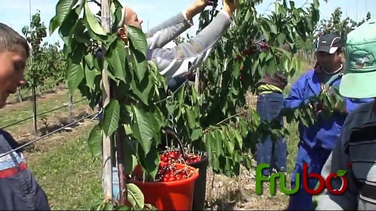 Livada CIRESE FRUBO Sulita Botosani.avi