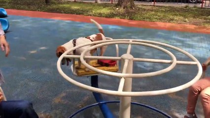 Dog casually enjoys ride on a carousel