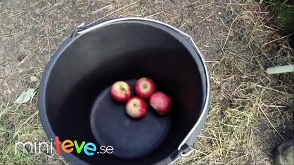 Elefant äter äpple