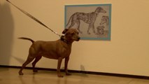 Berliner Museum zeigt Ausstellung über Hunde für Hunde