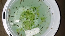 Raising Cuban Tree Frog Tadpoles in South Florida!