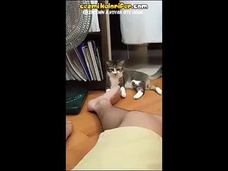 Ayak Kokusuyla Tanışıp Anında İptal Olan Kedi