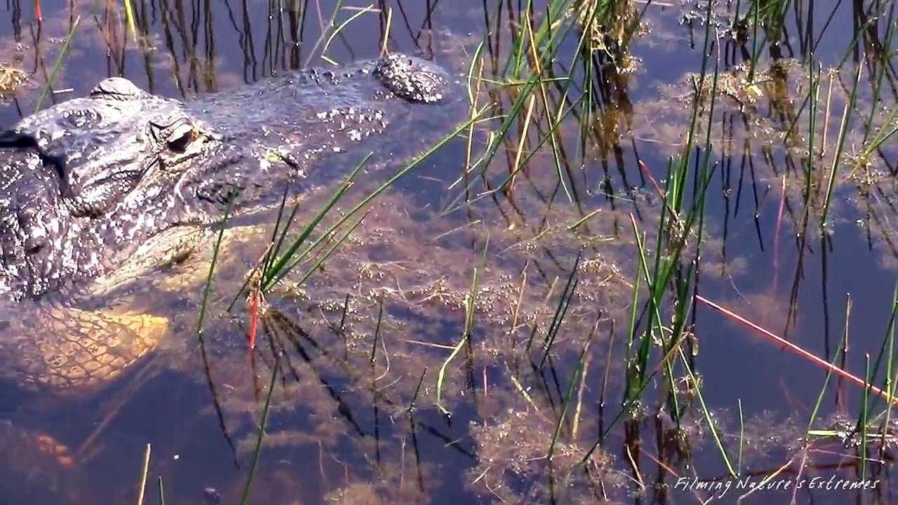Alligators in Florida Everglades National Park