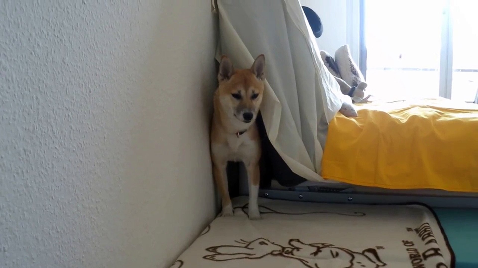 ⁣Shiba Inu ソファの後ろに隠れる柴犬の子犬