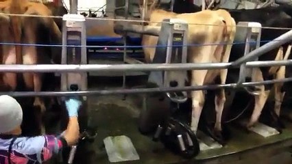 Milking Cows in NZ