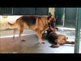 My German Shepherds and labrador playing.