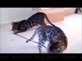Bengal Cats: How to Make Your Own Cat Toys Without Spending a Fortune. 豹貓之便宜玩具DIY
