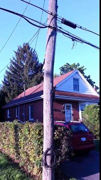 Cheeky Squirrel Makes a Monkey Out of This Cat