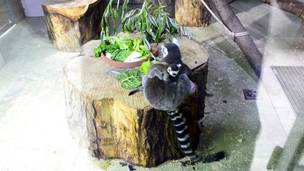 Baby Lemurs Play About in Bosnian Zoo