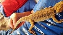 Rescued Bearded Dragon Laying Her Eggs on My Friend's Lap