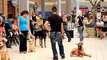 PART 3....Beyond The Leash k9 Training Demo in a local mall
