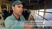 Live export - Australian dairy cattle exported to Saudi Arabia