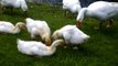 Geese and goslings feeding on their natural diet of grass and plants by the River Nene in March